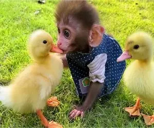 بدایع حیات وحش/ اردکی که از سر لجبازی دست از سر بچه فیلیپینی بر نمی داره