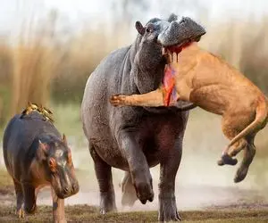 بدایع حیات وحش؛ اسب آبی سفاک گردن شیر و شکوند به دندون گرفت پیشکش کرد به پلنگ