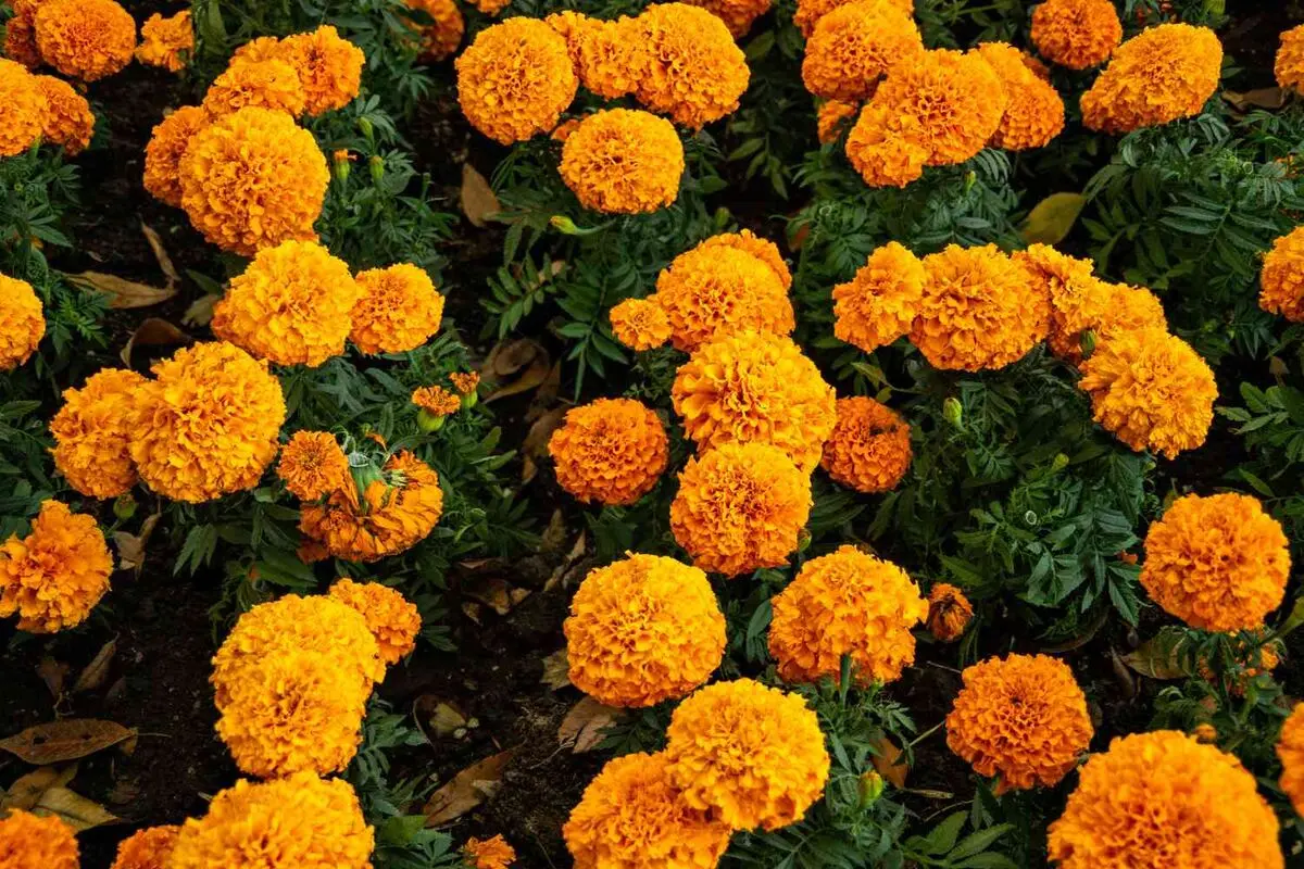 گل هایی که خوش شانسی میارن
