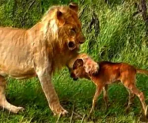 مستند حیات وحش؛ شیر گوساله تو چنگش رو نه تنها نخورد لیس زد و بویید و مراقبشه