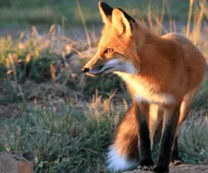 دیدنی های راز بقا؛ روباه وحشی سرخ نه تنها بچه میمون نخورد بلکه زخمش رو هم تیمار کرد