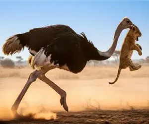 شاهکار حیات وحش؛ شیر گذاشت دنبال شترمرغ دراز ملقش داد جمعی چپاولش کردن 