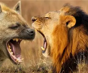 مستند حیات وحش؛ نبرد سراسر کین شیر  و کفتار برای تصاحب گورخر