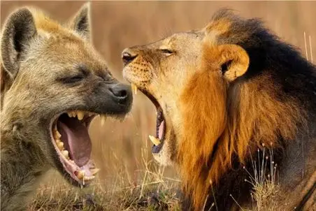 مستند حیات وحش؛ نبرد سراسر کین شیر  و کفتار برای تصاحب گورخر