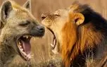 مستند حیات وحش؛ نبرد سراسر کین شیر  و کفتار برای تصاحب گورخر