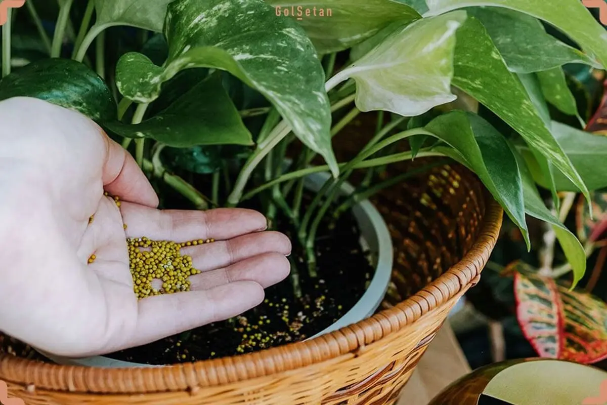 growing-houseplants4