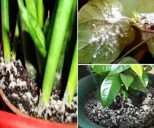 علت سفیدک زدن گیاهان آپارتمانی / گل بینوات رو اینجوری نجات بده آب رو آتیشه این راه حل
