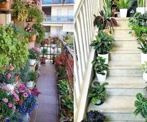 گیاهان مقاوم برا بالکن و راه پله سرد در سرما / مناسب همه ی فصول گرما رو هم دوام میارن