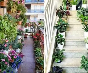 گیاهان مقاوم برا بالکن و راه پله سرد در سرما / مناسب همه ی فصول گرما رو هم دوام میارن