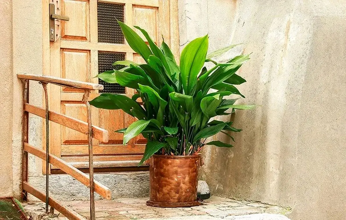 شیک2