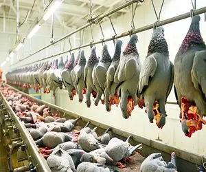 کارخانه حیوانات؛ صنعت کبوتر برای گوشت لوکس و مسابقات میلیون دلاری
