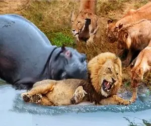 مستند حیات وحش؛ شیر به اسب آبی میرسه موش میشه