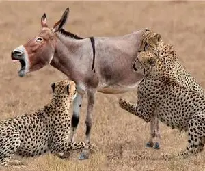 شاهکار حیات وحش؛ گاهی یوزپلنگ هم از پس خربازی خر بر نمی آید