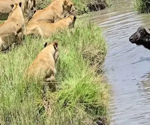 بدایع حیات وحش / بوفالو از گیر افتادن در آب خسته شد به گله شیرها حمله کرد