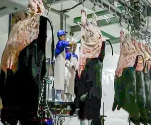 فرآوری گاو؛ پوست گاو نر 100تنی و سالم جدا و دباغی میکنن گوشتشو قیمه ای میبرن 