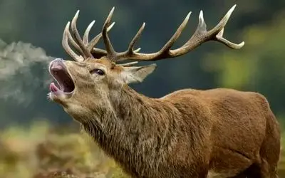 نوای حیات وحش/عجایب صدای حیوانات که بهشون نمیخوره/گوزن صدای جوجه میده