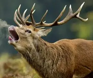 نوای حیات وحش/عجایب صدای حیوانات که بهشون نمیخوره/گوزن صدای جوجه میده