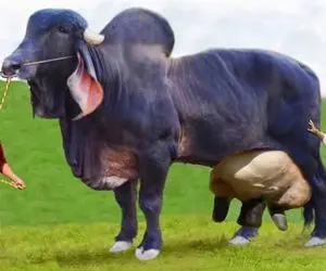 گاوهای باورنکردنی؛ گاو انقدر شیر داره که میدوشن انگار از شلنگ آب بافشار مییاد