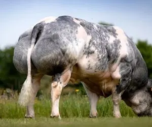 گاو عضلانی؛ این گاو ها به قدری خوش هیکل و عضلانی هستن که انگار بدنسازی میرن