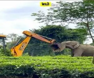 قلمرو حیوانات؛ تقابل JCB با فیل مادر