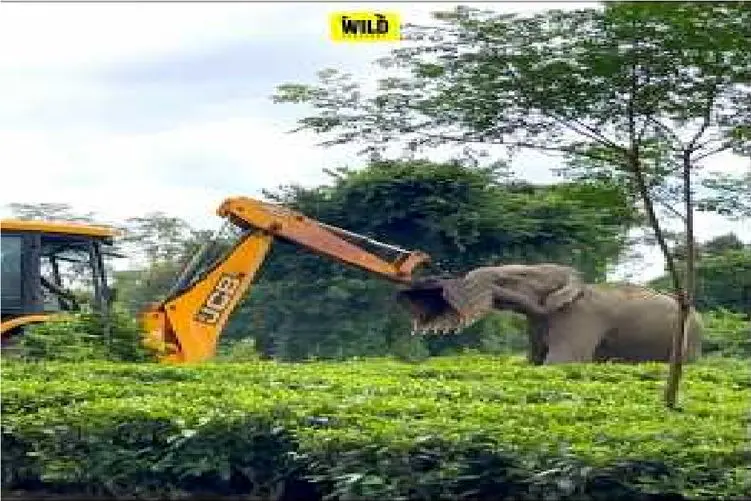 قلمرو حیوانات؛ تقابل JCB با فیل مادر