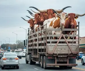 جابه جایی پرهیبت؛ بوفالوها رو روی کامیون بار زد به چهار میخ کشید اسلایسی ریخت تو قیمه