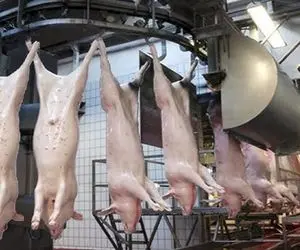 فرآوری خوک؛ خوک لجن قلمبه رو از پا آویزون و با اره مثله کرد برای سوسیس شدن