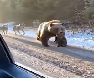 معماری طبیعت؛ خرس بچه اشو به آقاهه امانت داد رفت با گرگا گلاویز شد