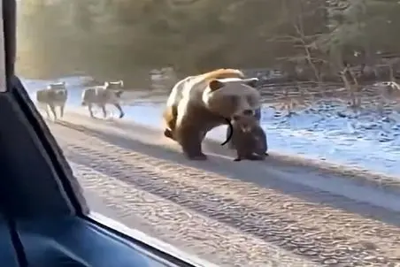 معماری طبیعت؛ خرس بچه اشو به آقاهه امانت داد رفت با گرگا گلاویز شد