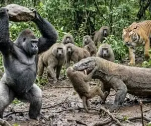 مستند حیات وحش؛ نبرد خلاقانه گوریل ددمنش با کومودویی که برادرانش را اذیت میکرد