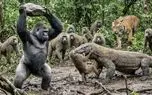مستند حیات وحش؛ نبرد خلاقانه گوریل ددمنش با کومودویی که برادرانش را اذیت میکرد