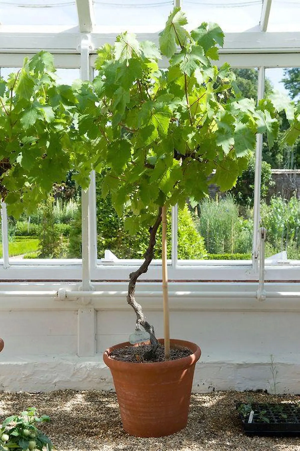 planting-grapes-1001