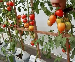 کشاورزی نوین؛ باغچه عمودی چیه و چجوری میشه توش گوجه فرنگی کاشت؟