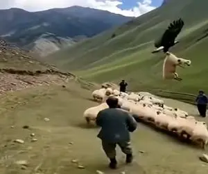 دامداری نوین؛ عقاب گوسفند رو قاپید چوپون بدبخت هر چی هوشده و پیشده کرد فایده نداشت
