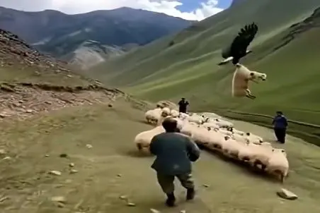 دامداری نوین؛ عقاب گوسفند رو قاپید چوپون بدبخت هر چی هوشده و پیشده کرد فایده نداشت