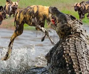 بدایع حیات وحش؛ تمساح شریر برای حفاظت از قلعه اش کفتارهای سفاک رو تناول کرد