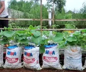 ایده های خلاقانه؛ تکنیک پرورش خیار توی کیسه به صورت فله ای آبیاریشم قطره ای کن 