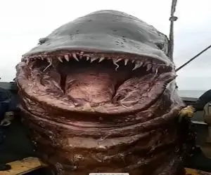 رازهای اعماق تاریک؛ کشف موجود مرموز در دریا، هیولایی که از دل کابوس ها آمده