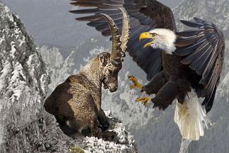 از جذابیت های حیات وحش؛ عقاب بزی رو از کوه برد به آسمان که حداقل دو برابرشه