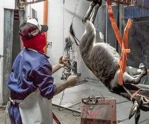 فرآوری الاغ؛ الاغ 60 ساله رو بعد بهره کشی فرستاد سلاخخونه کالباس تحویل گرفت