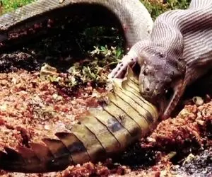 بدایع حیات وحش؛ پیتون واسه اینکه کروکودیل زمخت بره پایین هی آب میخوره روان بشه