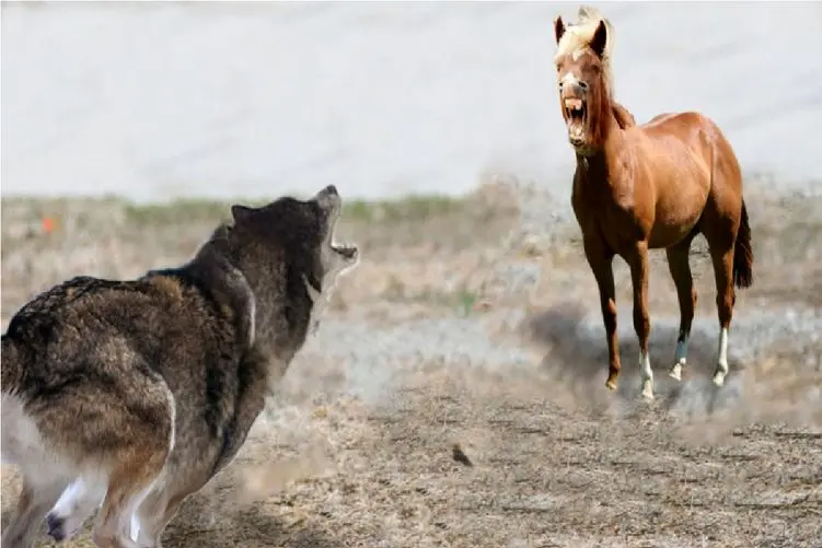 مستند حیات وحش؛ گرگ درون گوسفند با بلاخواهی اسب زد بیرون گرگ درید