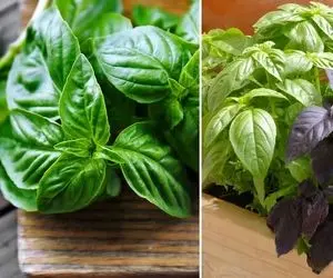 نحوه کاشت ریحون تو گلدون / کدبانویی فقط به چیتان پیتان نیست اینو یاد بگیر و لذت ببر