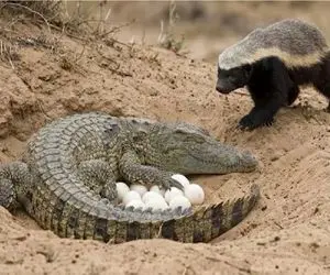 بر مدار وحش؛ تخم دزدی گورکن از تمساح شقی
