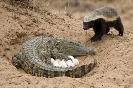 بر مدار وحش؛ تخم دزدی گورکن از تمساح شقی