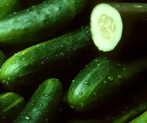 علت گرانی خیار چیست؟+ آخرین قیمت خیار