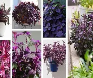 گیاهان با برگ بنفش / هر چی گل داری یه طرف اینا یه طرف بهترین رنگن تو دکوراسیون مدرن