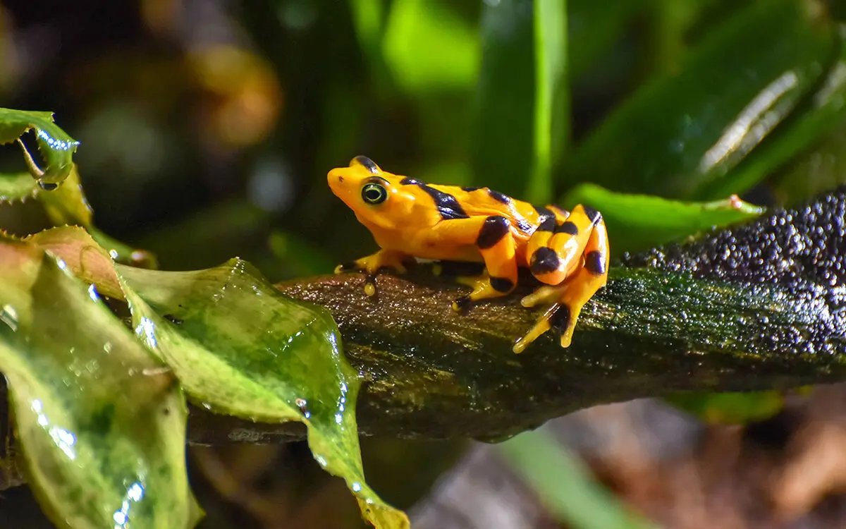tree_frog_web