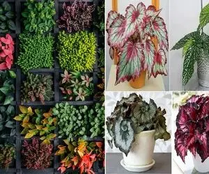 گیاهان آپارتمانی با رنگ های خاص و شارپ / خونت اگه بهشت باشه شک نکن حوریاش این خوشگلان