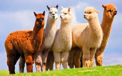 بدایع حیات وحش/شتر لاما با آفتاب بالانس و پشتک واروون داره از دست پلنگ فرار می کنه